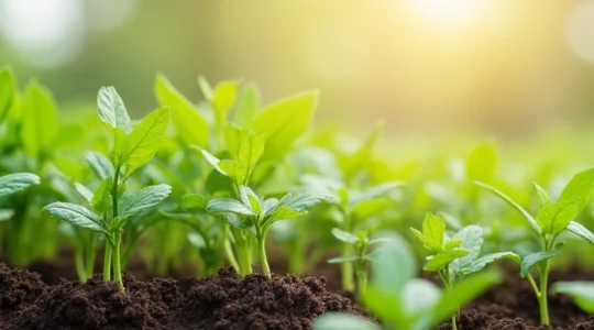 garden tips