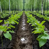 Agroforestry