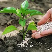 Crop rotation